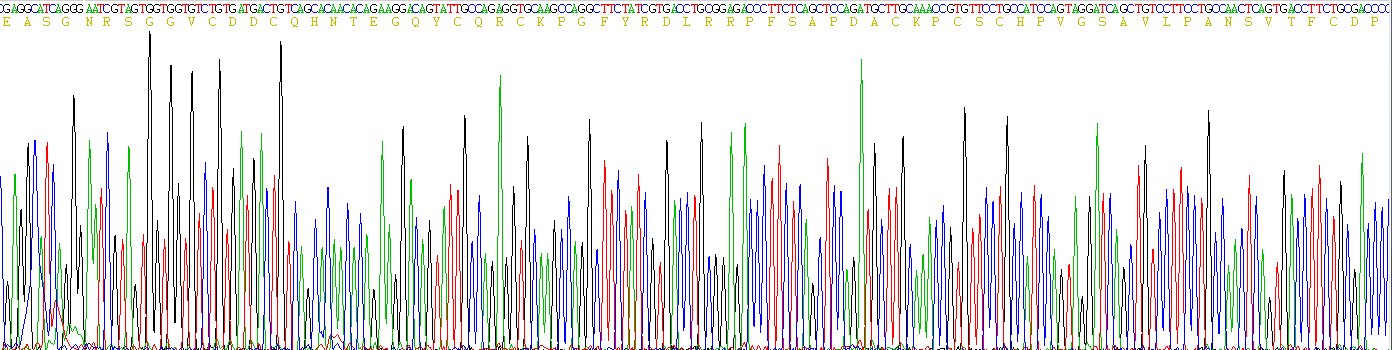 Recombinant Netrin 4 (Ntn4)