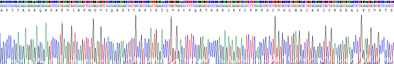 Recombinant Vascular Endothelial Growth Factor 121 (VEGF121)