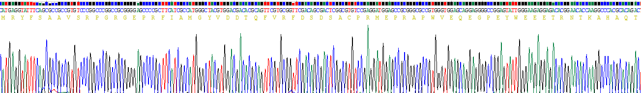 Recombinant Major Histocompatibility Complex Class I G (MHCG)