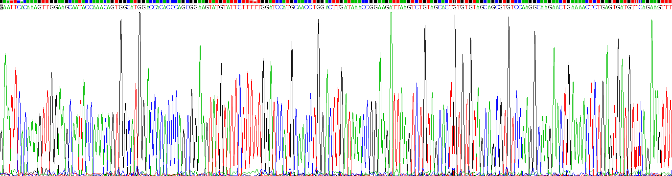 Recombinant Choline Transporter Like Protein 1 (CTL1)