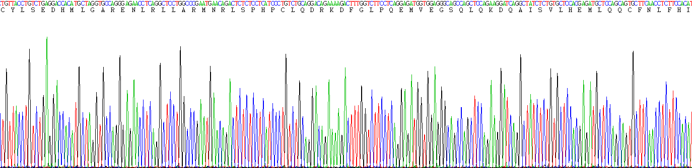 Recombinant Interferon Tau (IFNt)