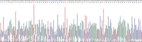 Recombinant Forkhead Box P3 (FOXP3)