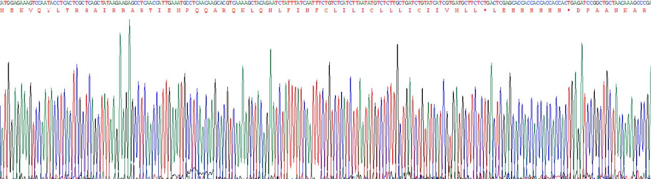 Recombinant Phospholamban (PLN)