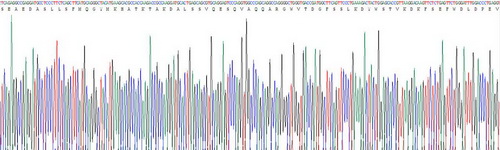 Recombinant Apolipoprotein C3 (APOC3)