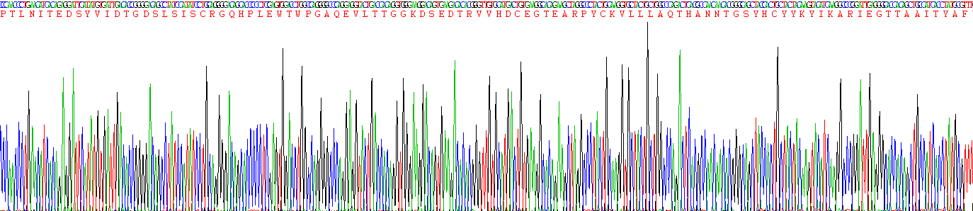 Recombinant Vascular Endothelial Growth Factor Receptor 3 (VEGFR3)