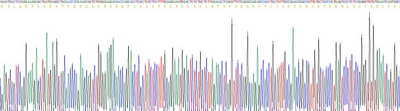 Recombinant Defensin Alpha 5, Paneth Cell Specific (DEFa5)