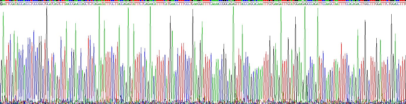 Recombinant NADPH Oxidase 4 (NOX4)