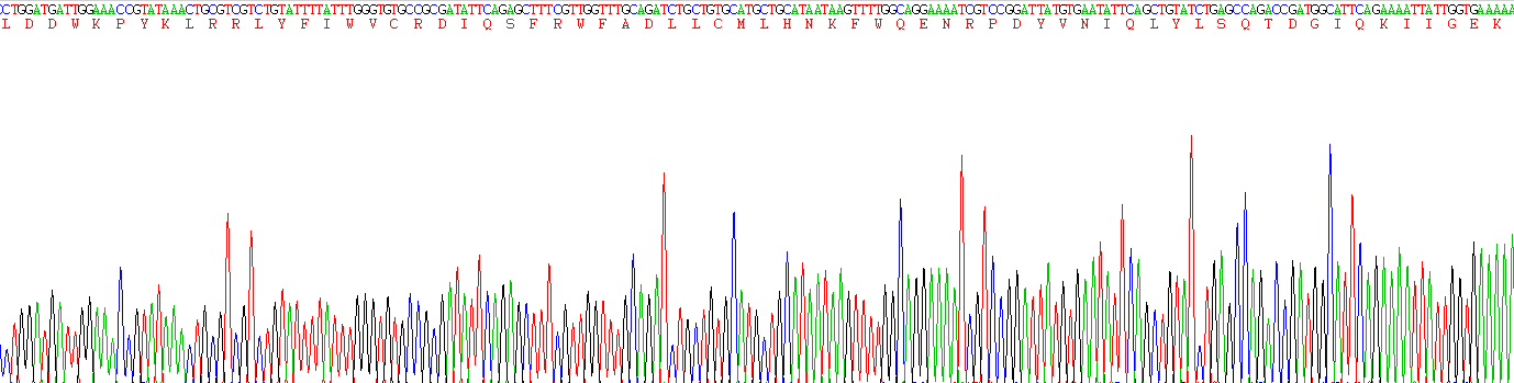 Recombinant NADPH Oxidase 4 (NOX4)