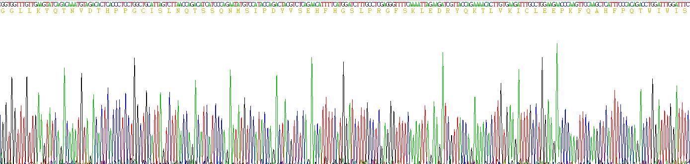 Recombinant NADPH Oxidase 4 (NOX4)