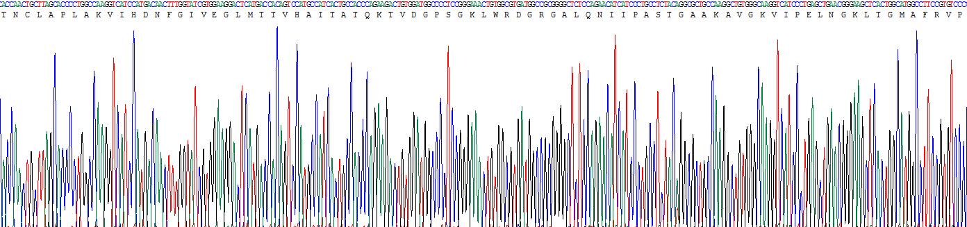 Recombinant Glyceraldehyde-3-Phosphate Dehydrogenase (GAPDH)