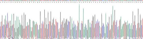 Recombinant Cathepsin S (CTSS)