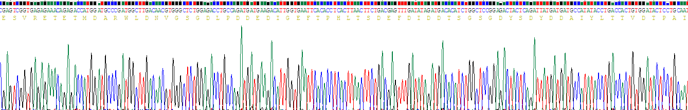 Recombinant Syndecan 4 (SDC4)