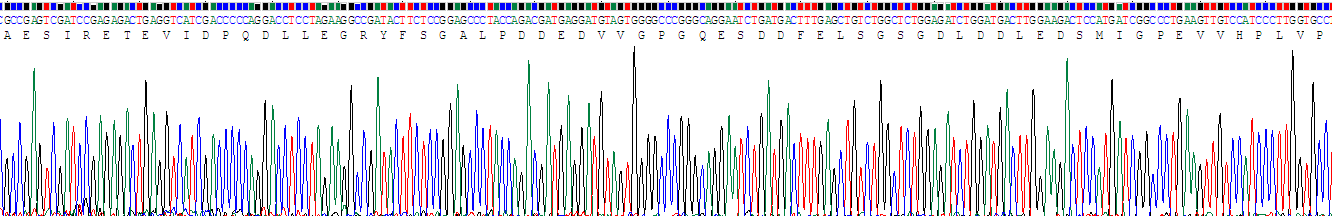 Recombinant Syndecan 4 (SDC4)