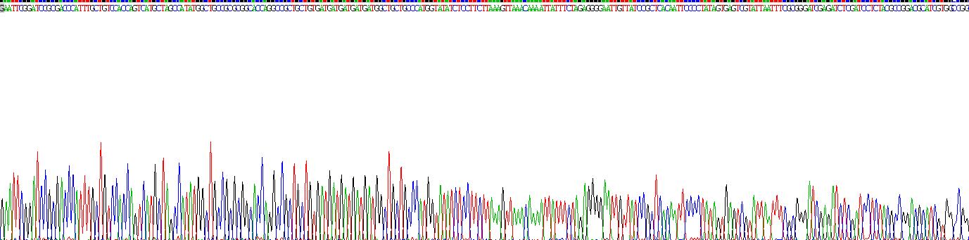 Recombinant Syndecan 4 (SDC4)