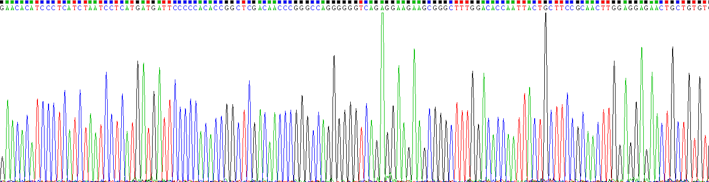 Recombinant Transforming Growth Factor Beta 3 (TGFb3)