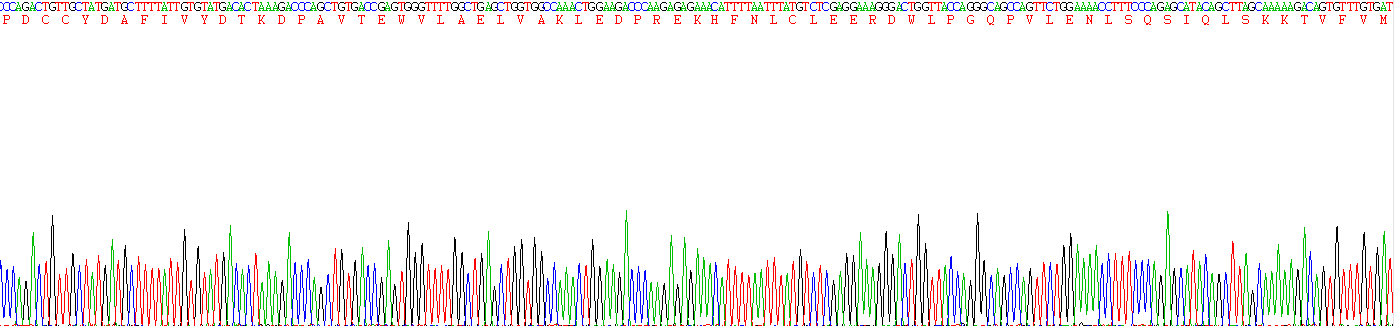 Recombinant Toll Like Receptor 7 (TLR7)