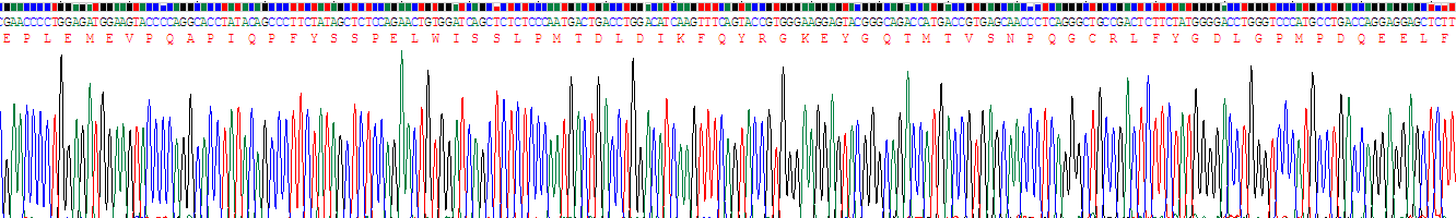 Recombinant Interferon Regulatory Factor 6 (IRF6)