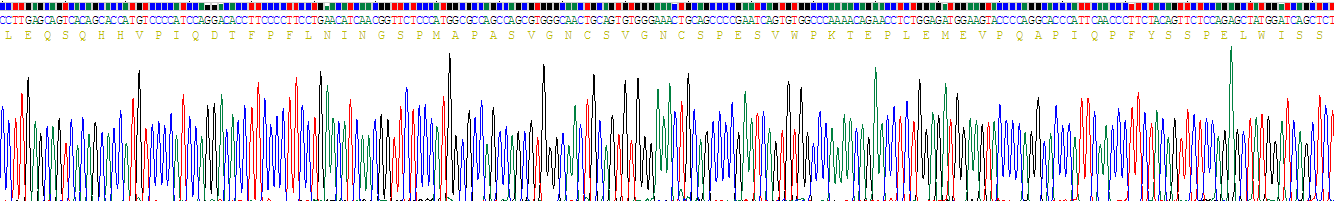 Recombinant Interferon Regulatory Factor 6 (IRF6)