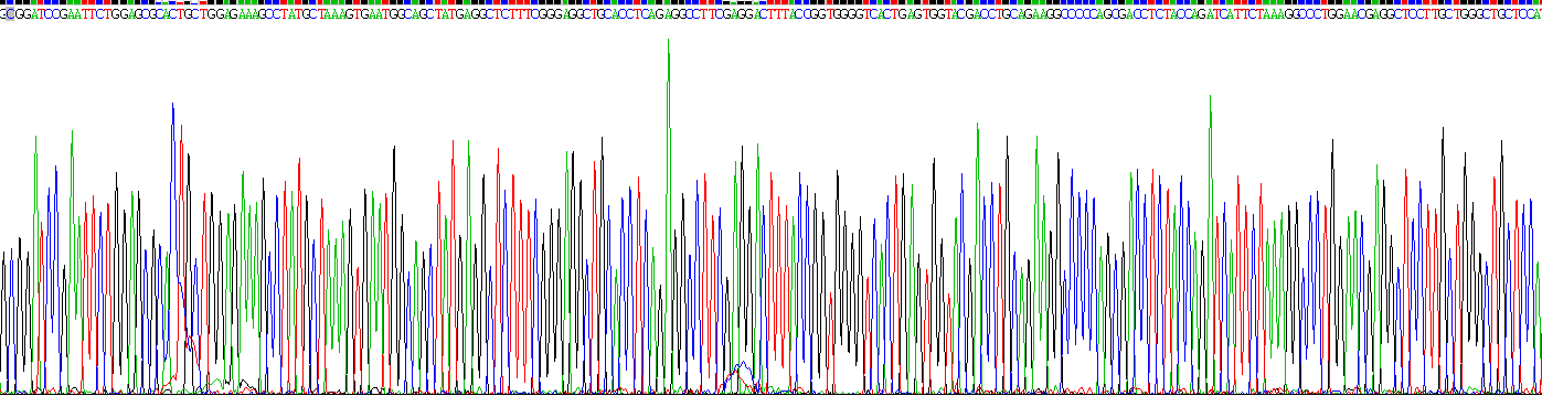 Recombinant Calpain 1 (CAPN1)