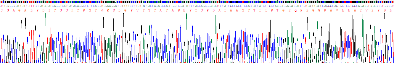 Recombinant Syndecan 1 (SDC1)