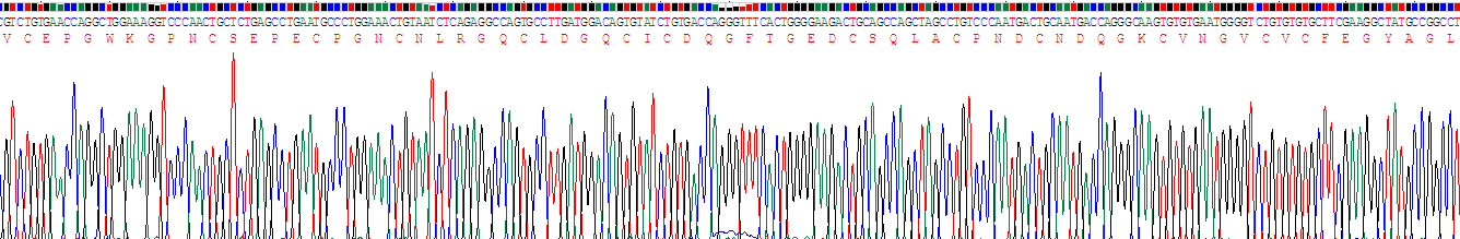 Recombinant Tenascin C (TNC)