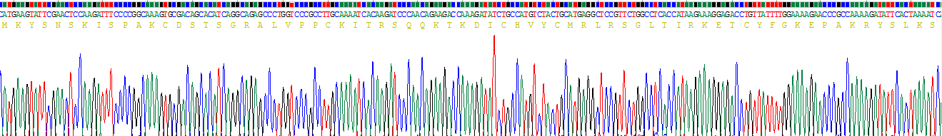 Recombinant Interleukin 33 (IL33)