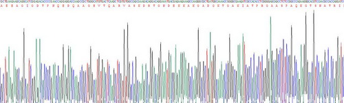 Recombinant Tau Protein (MAPT)