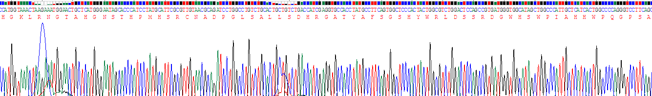 Recombinant Hemopexin (HPX)