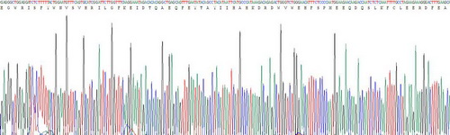 Recombinant Toll Like Receptor 3 (TLR3)