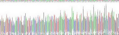 Recombinant Toll Like Receptor 5 (TLR5)