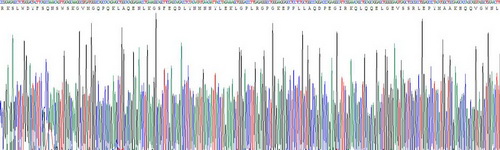 Recombinant Apolipoprotein A5 (APOA5)