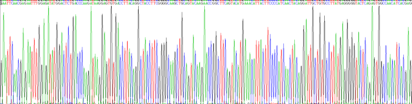 Recombinant Interleukin 34 (IL34)