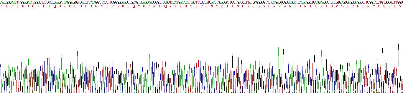 Recombinant Interleukin 34 (IL34)