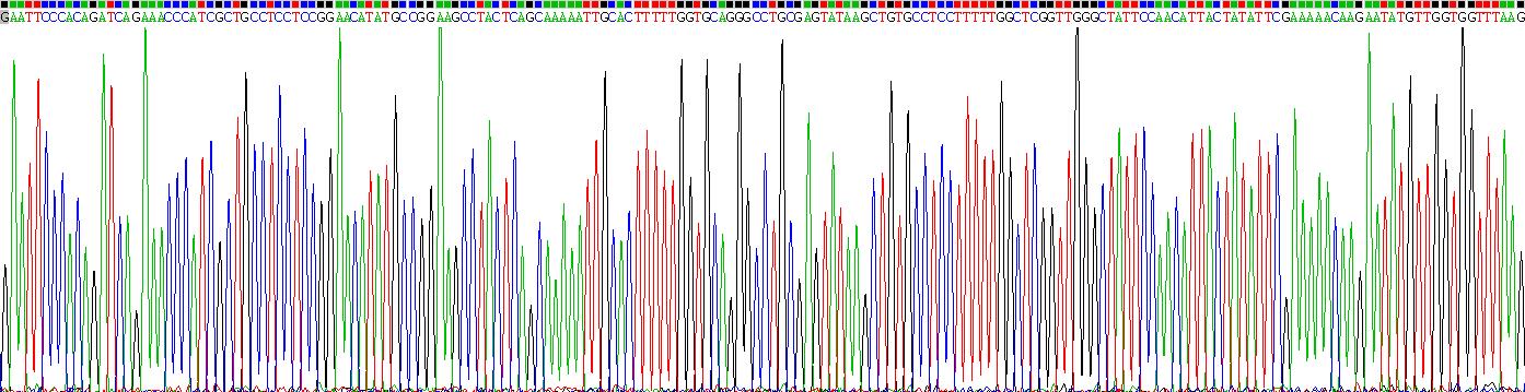 Recombinant Dihydropyrimidine Dehydrogenase (DPYD)