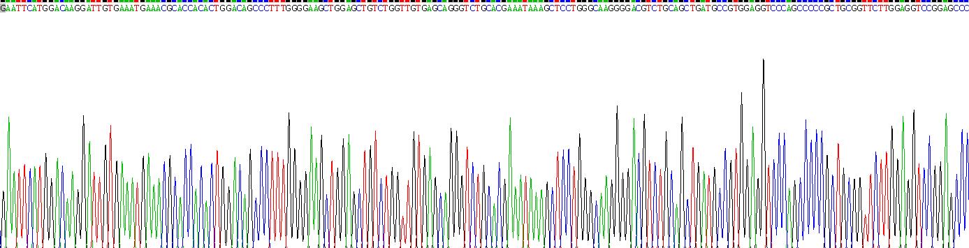 Recombinant O-6-Methylguanine DNA Methyltransferase (MGMT)