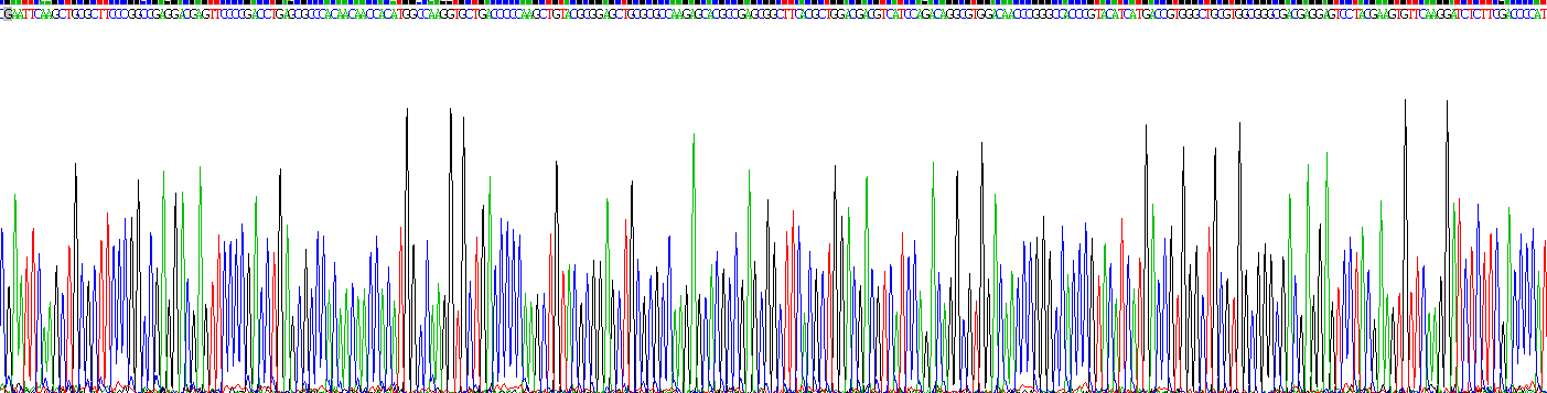 Recombinant Creatine Kinase B (CK-BB)