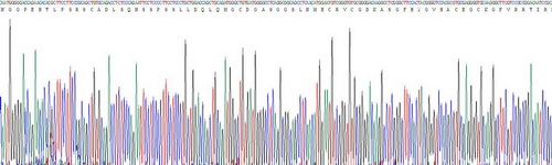 Recombinant Peroxisome Proliferator Activated Receptor Delta (PPARd)