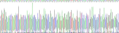 Recombinant Ki-67 Protein (Ki-67)