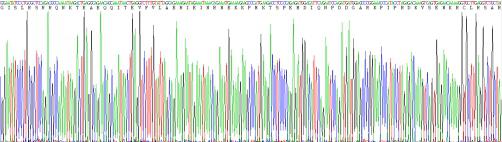 Recombinant Ki-67 Protein (Ki-67)