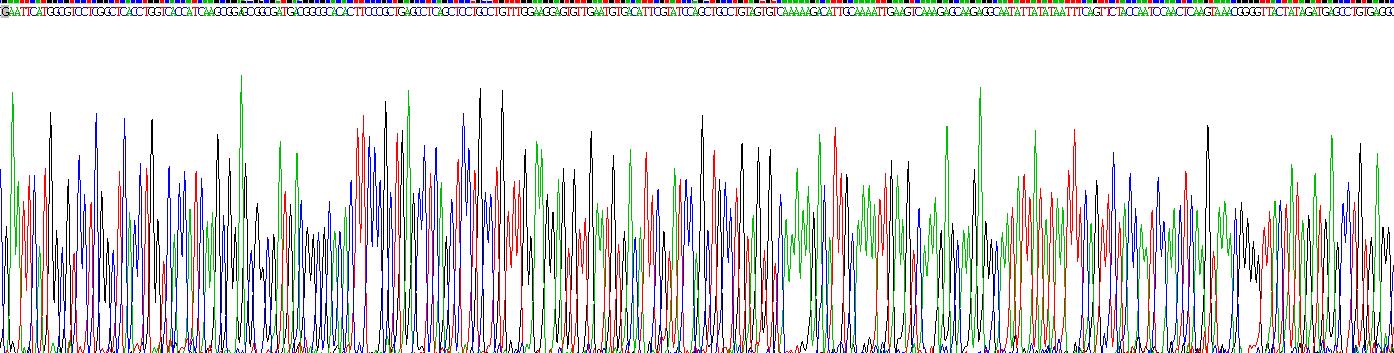 Recombinant Ki-67 Protein (Ki-67)