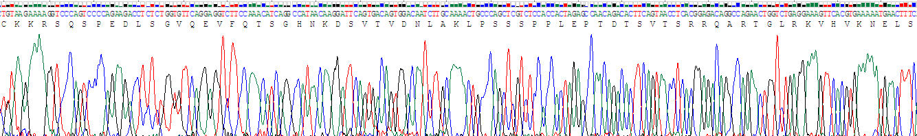 Recombinant Ki-67 Protein (Ki-67)