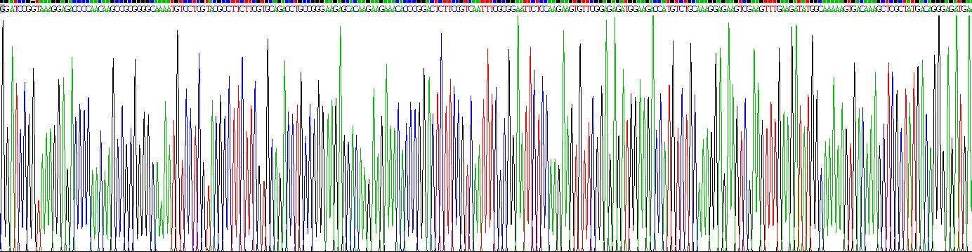 Recombinant High Mobility Group Box Protein 2 (HMGB2)