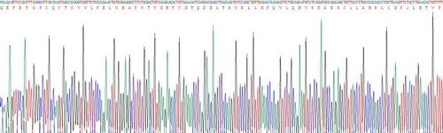 Recombinant Interleukin 24 (IL24)