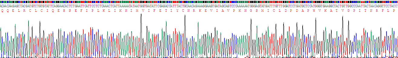 Recombinant Chemokine C-X-C-Motif Ligand 15 (CXCL15)