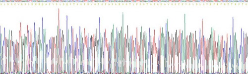 Recombinant Laminin Alpha 2 (LAMa2)