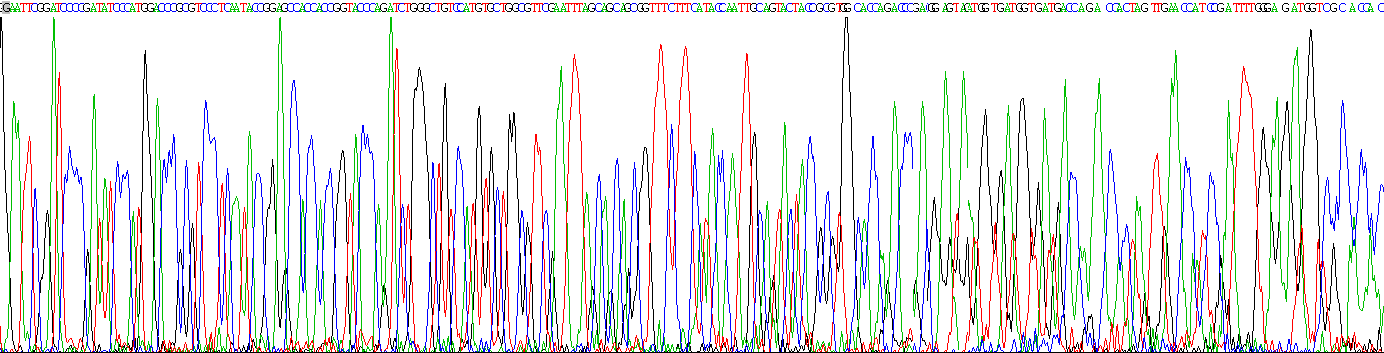 Recombinant Laminin Alpha 3 (LAMa3)