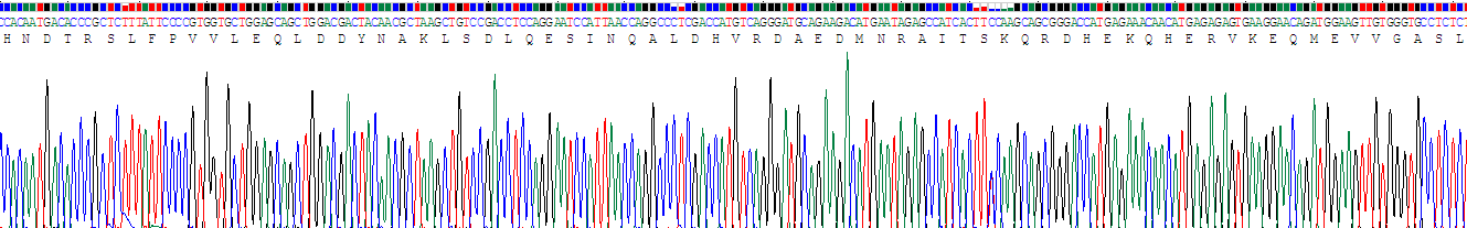 Recombinant Laminin Alpha 4 (LAMa4)