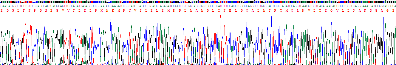 Recombinant Laminin Alpha 5 (LAMa5)