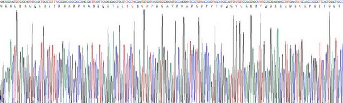 Recombinant Laminin Beta 3 (LAMb3)