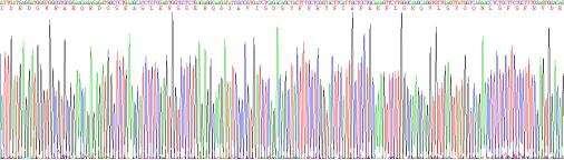 Recombinant Laminin Gamma 1 (LAMC1)